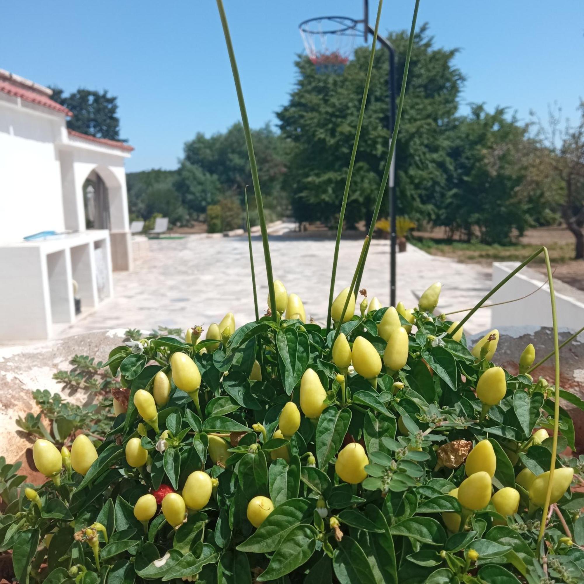 Villa Il Leccio - Trulli Cisternino Exterior foto